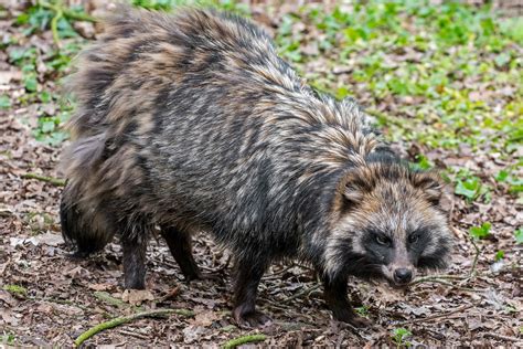 Wild Raccoon Dogs Escape Enclosure And Wreak Havoc In English Village