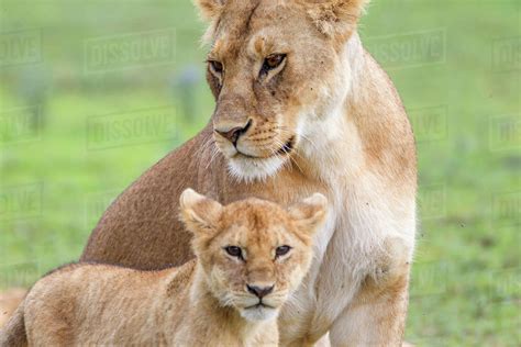 Lioness With Its Female Cub Standing Together Side By Side One Head
