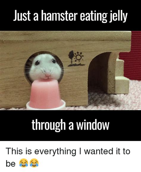 25 Best Memes About Hamster Eating Hamster Eating Memes
