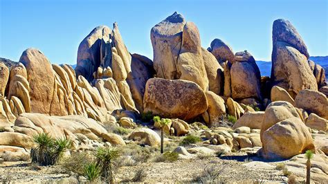 Jumbo Rocks Make Mojave Yucca And Joshua Trees Look Tiny Joshua Tree