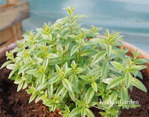 Images of lemon verbena alousia trifolia lemon verbena care tips on growing aloysia citriodora we have had some cool nights this : Images Of Lemon Verbena Alousia Trifolia - Lemon Verbena ...