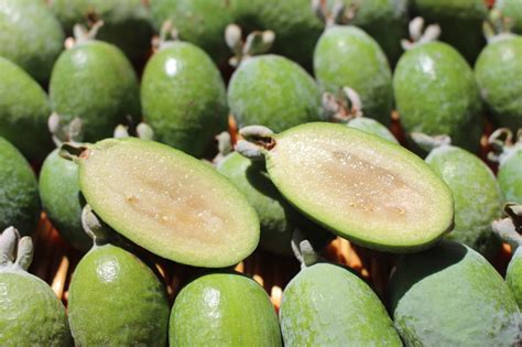 Growing Feijoa The Complete Guide To Plant Grow And Harvest Feijoa