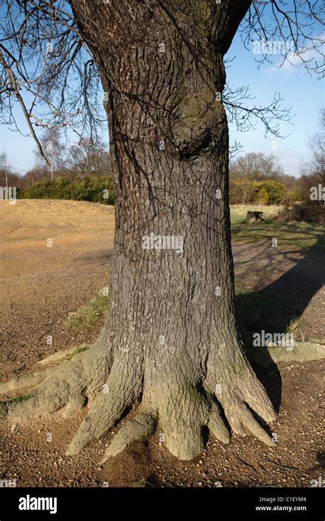 Oak Tree Trunk En Epping Forest Fotografía De Stock Alamy