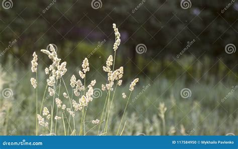 High Grass On A Summer Green Meadow Filled With Light Stock Photo