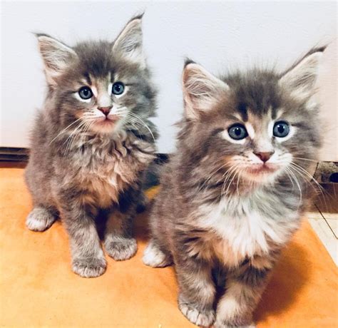 Maine Coon Cats For Sale Portland Or 272475 Petzlover