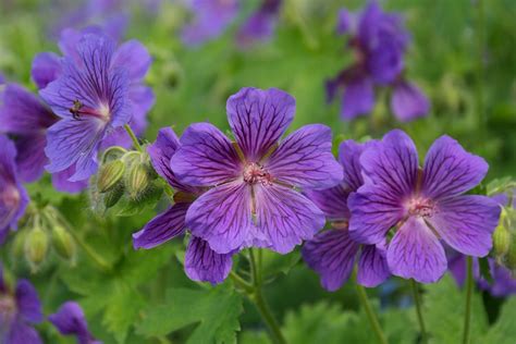 8 Perennial Flowers For Summer Long Blooms In Shade