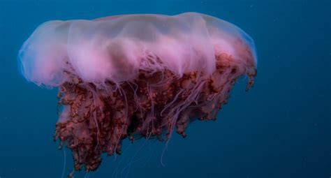 Jellyfish Of Australia Scuba Diver Life