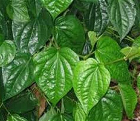 Check spelling or type a new query. Gambar Tanaman Kampung Bidara Ranting Daun Varietas ...