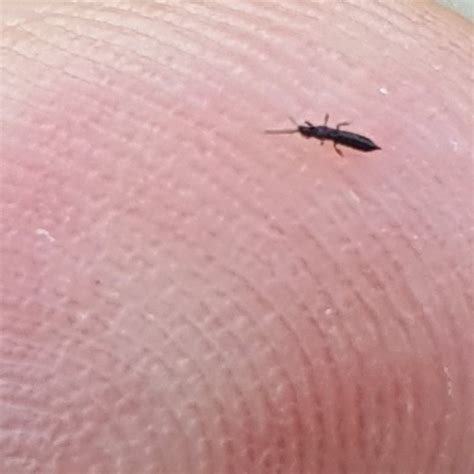Identifying Tiny Flying Black Insects Thriftyfun Vrogue