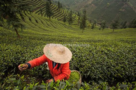 Michaelyamashita Pics Of Pu Yong Fen And Crew Picking Tea At Sichuan