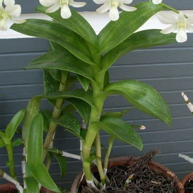 We did not find results for: Morfologi Anggrek ~ El Filaha