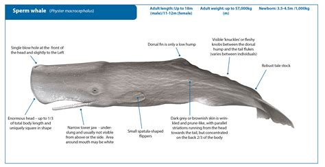 Sperm Whale Whale Watching Handbook