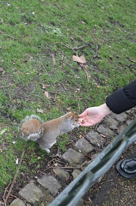 Squirrel Hyde Park