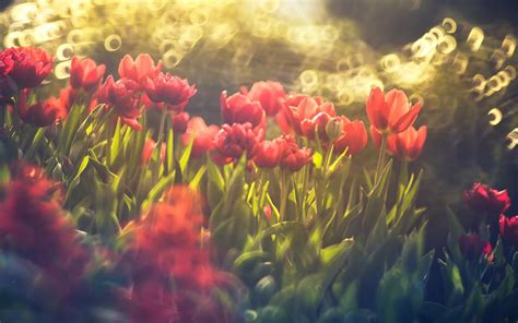 Download Wallpapers Tulips Bokeh Spring Pink Tulips Lawn For