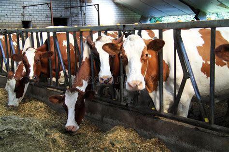 Cows Are Fed In The Stable Stock Image Image Of Agricultural 58939437