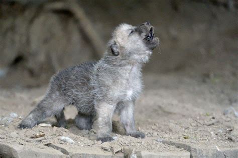 Newborn Wolf Pups