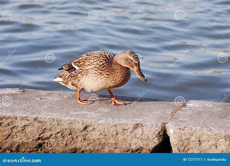 Sad Duck Stock Image Image Of Grief Nature Brown Fluffy 7277717
