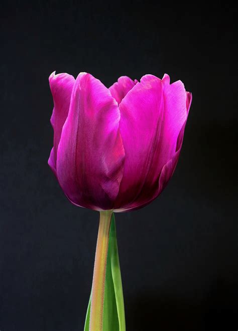 Single Purple Tulip On Black Free Stock Photo Public Domain Pictures