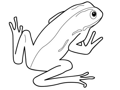 Select from 35919 printable coloring pages of cartoons, animals, nature, bible and many more. Amphibians Drawing - ClipArt Best