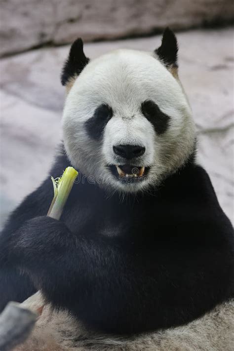 Giant Panda Bear Ailuropoda Melanoleuca Eating Bamboo Stock Image