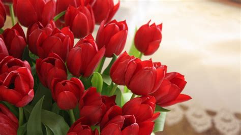 Cool Wallpapers Red Tulips Hd Wallpaper