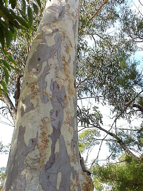 Image Gallery What Is A Scribbly Gum Scribbly Gum Abc Science Online