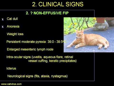 Feline infectious peritonitis (fip) is a viral disease of cats caused by certain strains of a virus called the feline coronavirus. Does Pancho have non-effusive Feline Infectious ...