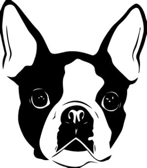 Boston Terrier | Boston terrier tattoo, Boston terrier dog, Boston terrier art