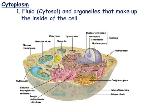 The plant cell is the functional unit of life. Cell Types and Cell Structure - Presentation Biology