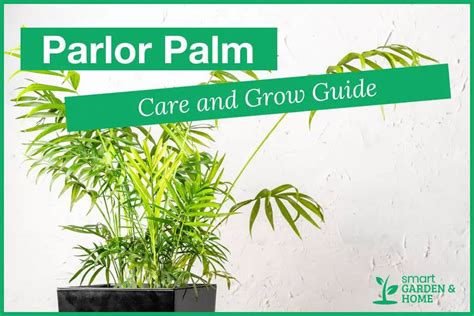 Parlor Palm Plant Care And Grow Guide Smart Garden And Home