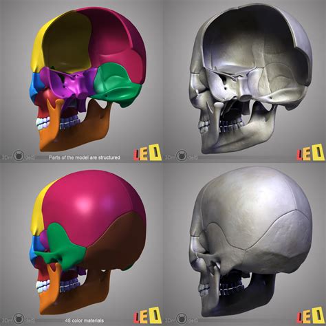 3d Model Human Skull Bones 4