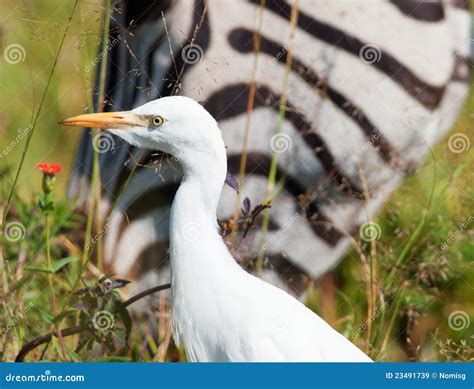 Cattle Egret With Zebra And Flowers Stock Image Image Of Cattle