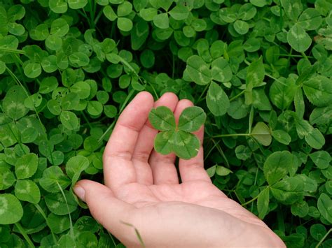 Fun Facts About Four Leaf Clovers Clover Plant Four Leaf Clover Good Luck Clover Lucky