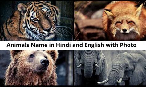 Animals Name In Hindi And English With Photo