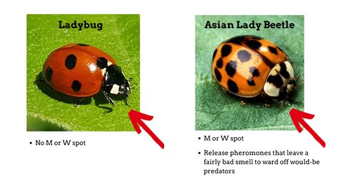 signs of a ladybug infestation and 7 tips to help keep them out