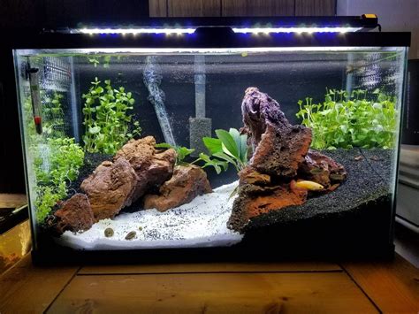 Starting A 10 Gallon Freshwater Aquarium Aquarium Views