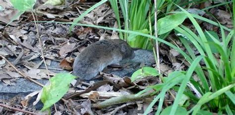 How To Deal With Voles Field Mice In Your Yard Or Garden With Images