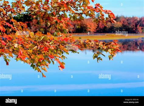 Autumn Leaves On A Tree Beside A Lake Stock Photo Alamy