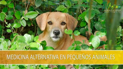 Medicina Alternativa En Pequeños Animales Tvagro Por Juan Gonzalo