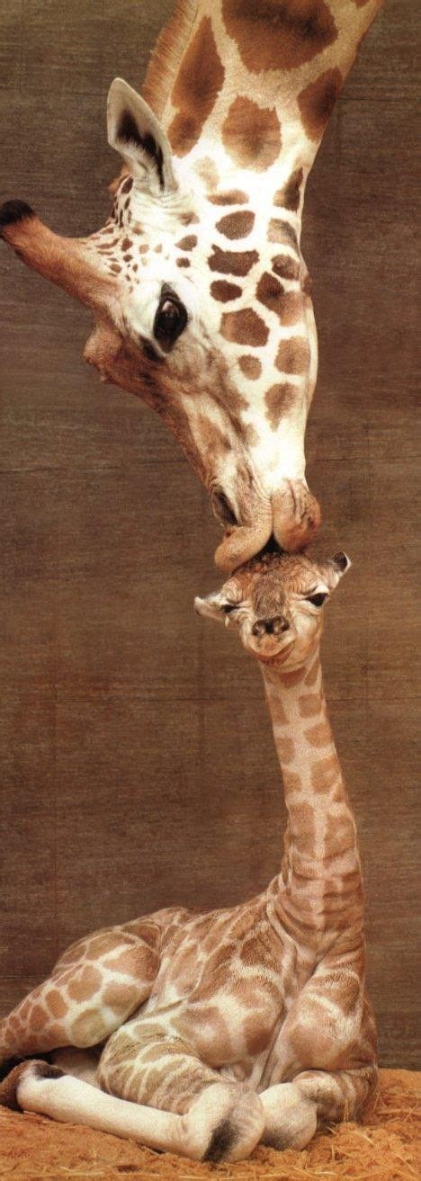 Animal Love Cute Animals Giraffe Cute Animal Pictures