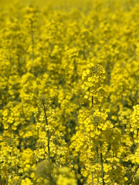 Hd Wallpaper Oilseed Rape Field Harvest Rapeseed Oil Field Of