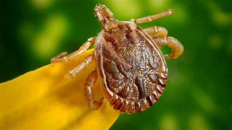 Experts Warn Of Increases In Tick Borne Powassan Virus