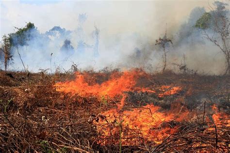 Verifikasi Data Desa Rawan Kebakaran Hutan Dan Lahan Di Provinsi My