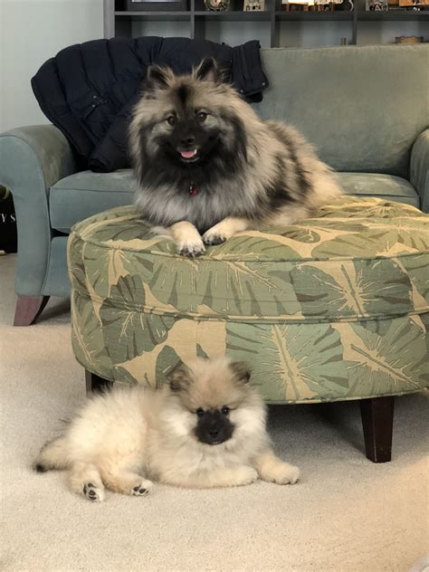 Keeshond Small Puppies Cute Puppies Dogs And Puppies Puppy Safe Pet