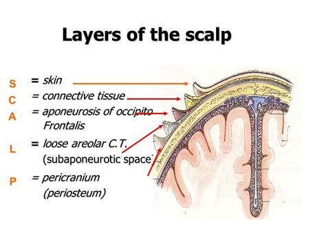 Scalp The Scalp Refers To The Layers Of Skin And Subcutaneous Tissue