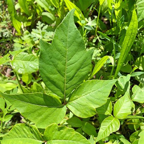 Poison Ivy: The Plant That Takes No Prisoners - Roving Motion