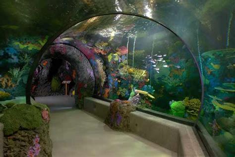 But it's always good to have a solid rainy day plan, and nothing could be better for kids than the science museum of virginia (2500 w. Family Friendly Activities: Virginia Beach Aquarium ...