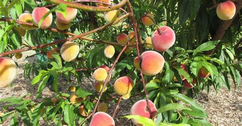 Fruit Trees Home Gardening Apple Cherry Pear Plum Dwarf Fruit