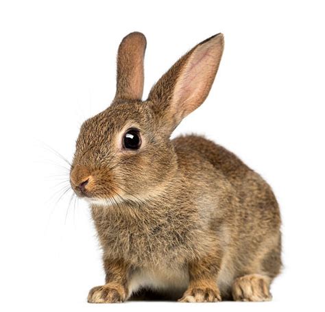 Rabbit White Background Stock Photos Pictures And Royalty