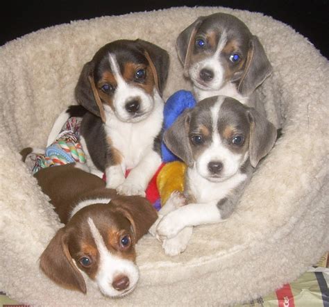 Pin By Morgan On Dogs Beagle Puppy Baby Beagle Puppies